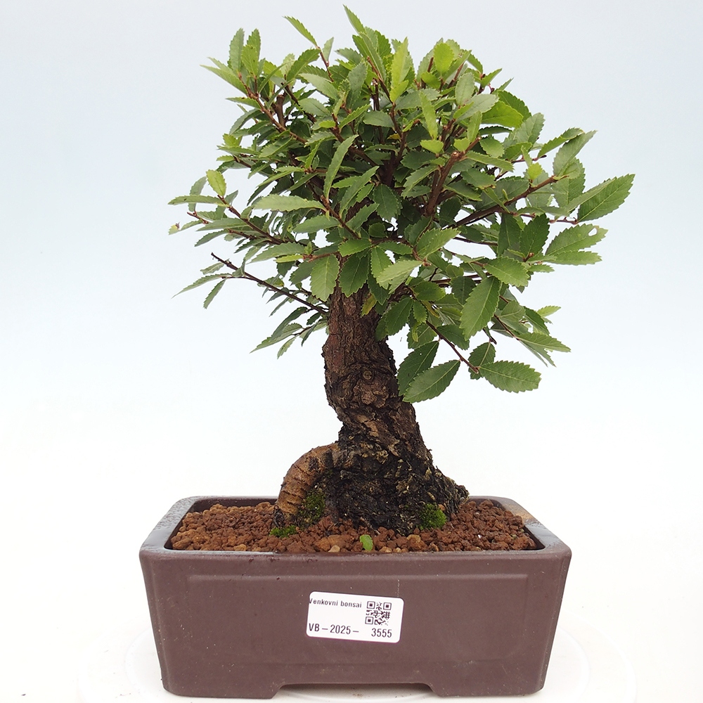 Kültéri bonsai - Zelkova - Zelkova NIRE