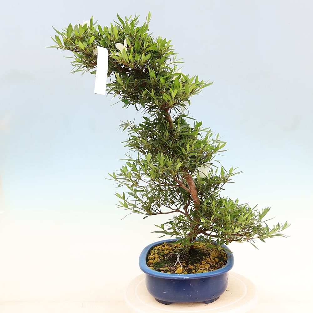 Kültéri bonsai - Japán azálea - Azalea Hakurin