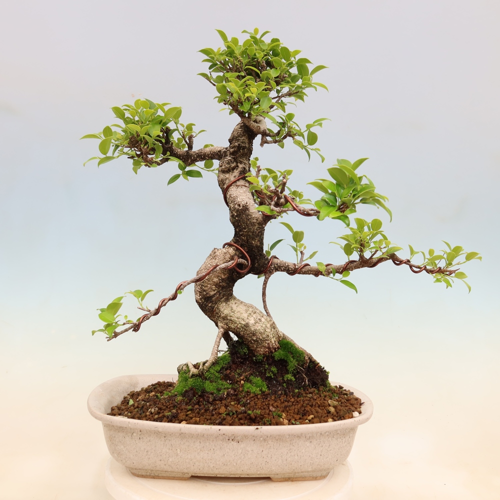 Szobai bonsai - Ficus kimmen - kislevelű fikusz