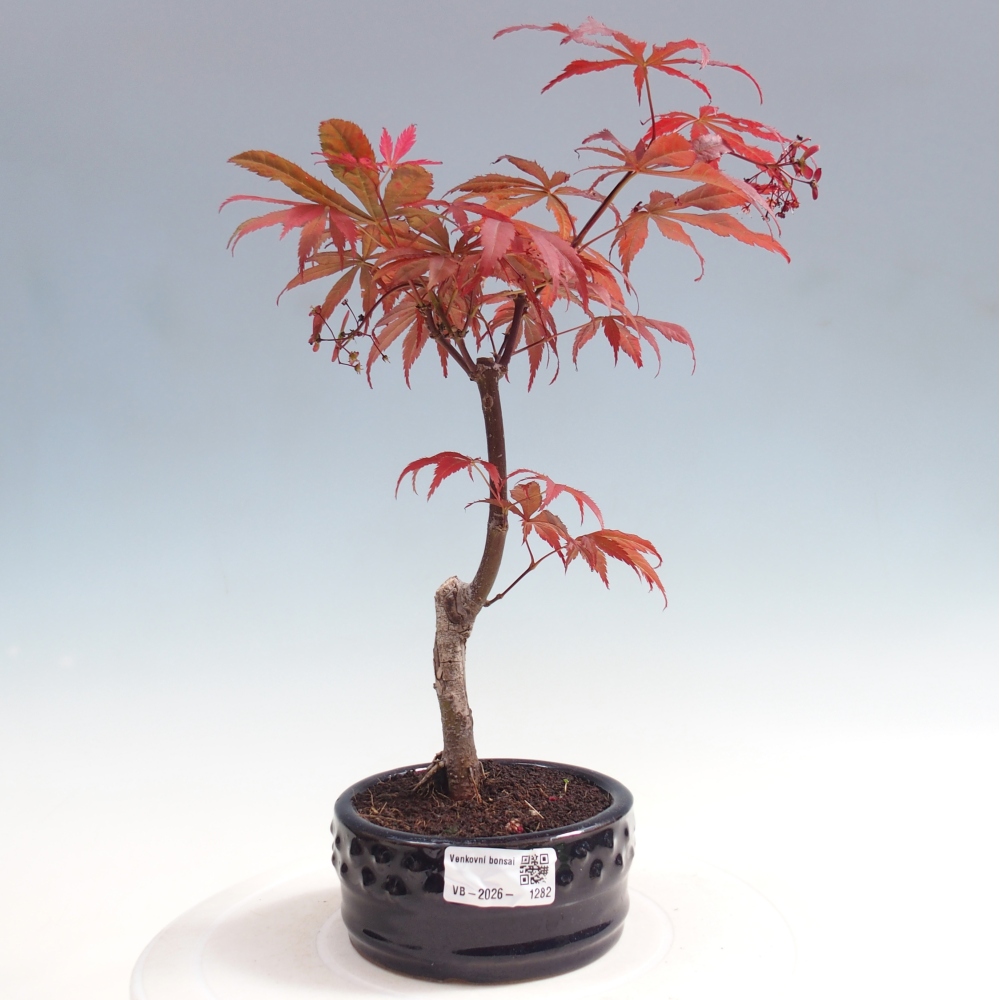 Kültéri bonsai - Acer pálma. Atropurpureum-Javor palmate