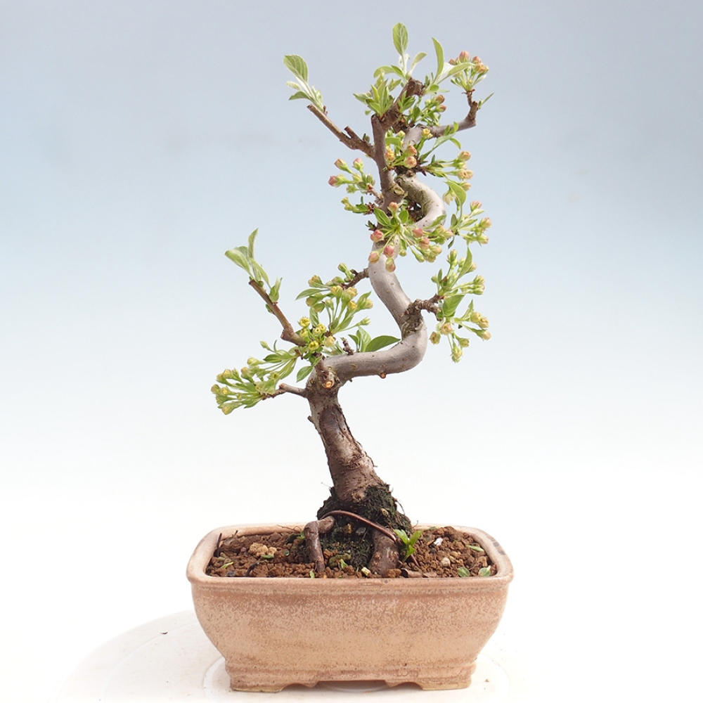 Kültéri bonsai - Malus sargentii - Kis gyümölcsű almafa