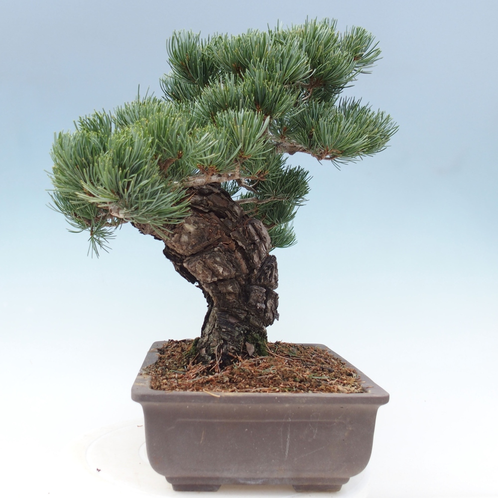 Kültéri bonsai - Pinus parviflora - Pinus parviflora