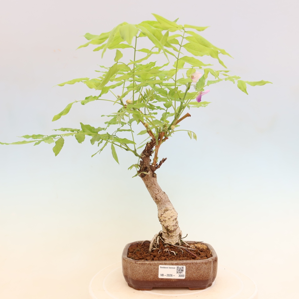 Kültéri bonsai - Wisteria floribunda