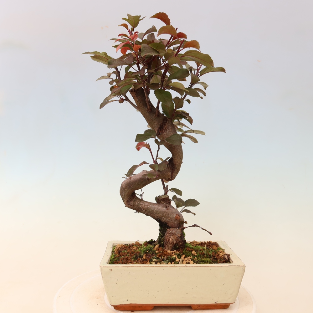 Kültéri bonsai -Malus domestica - Kis gyümölcsű piros levelű almafa