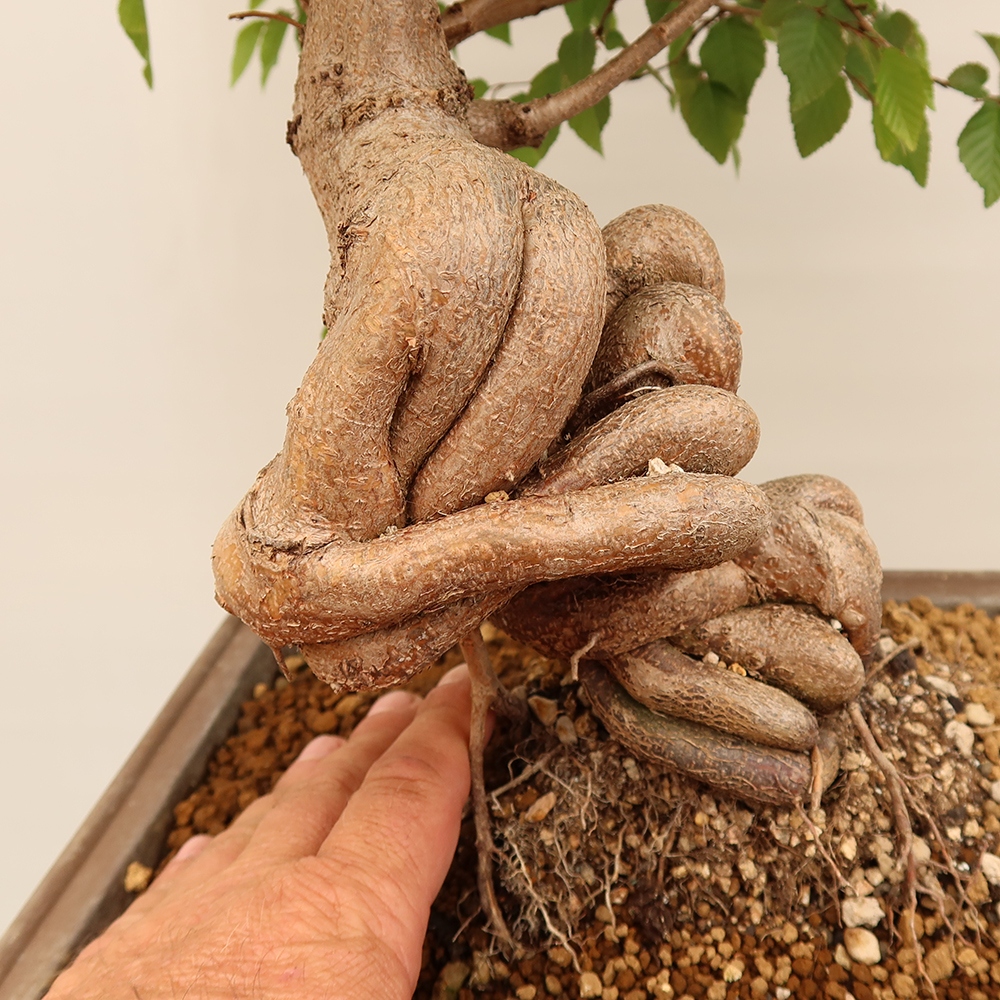 Kültéri bonsai -Carpinus Coreana - Koreai gyertyánfa