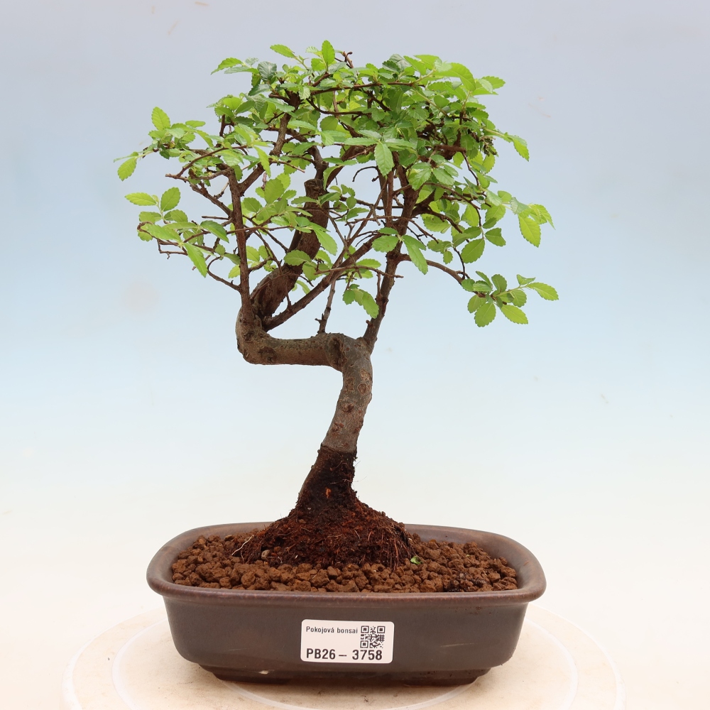 Szobai bonsai - Ulmus parvifolia - Kislevelű szilfa