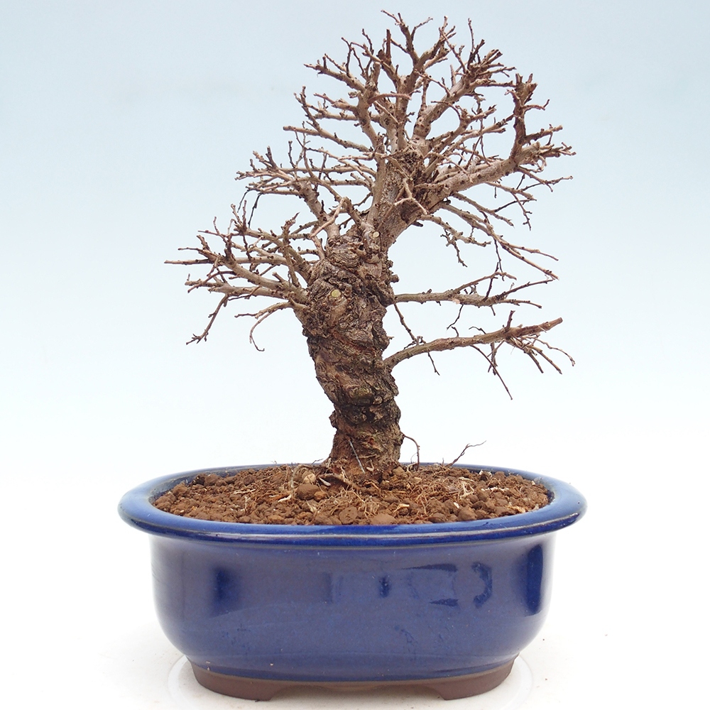 Kültéri bonsai - Zelkova - Zelkova NIRE
