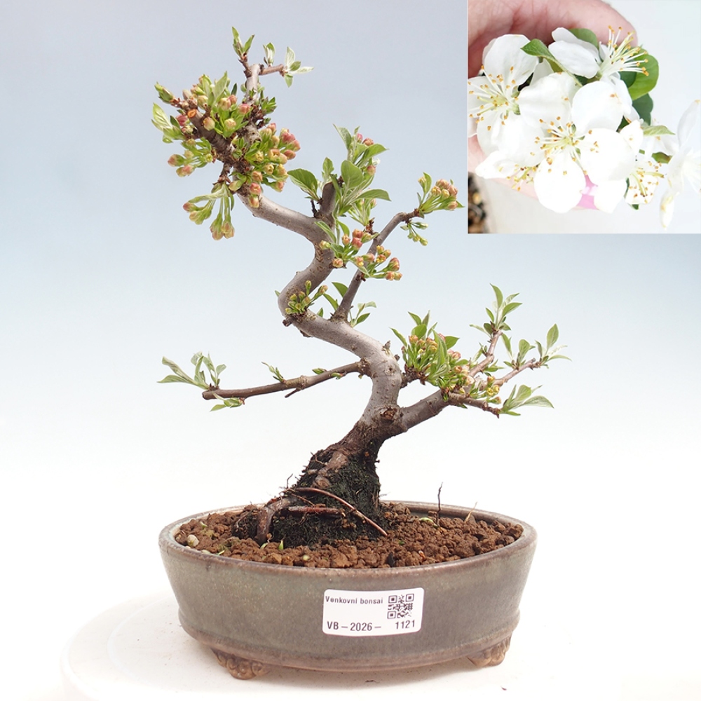 Kültéri bonsai - Malus sargentii - Kis gyümölcsű almafa