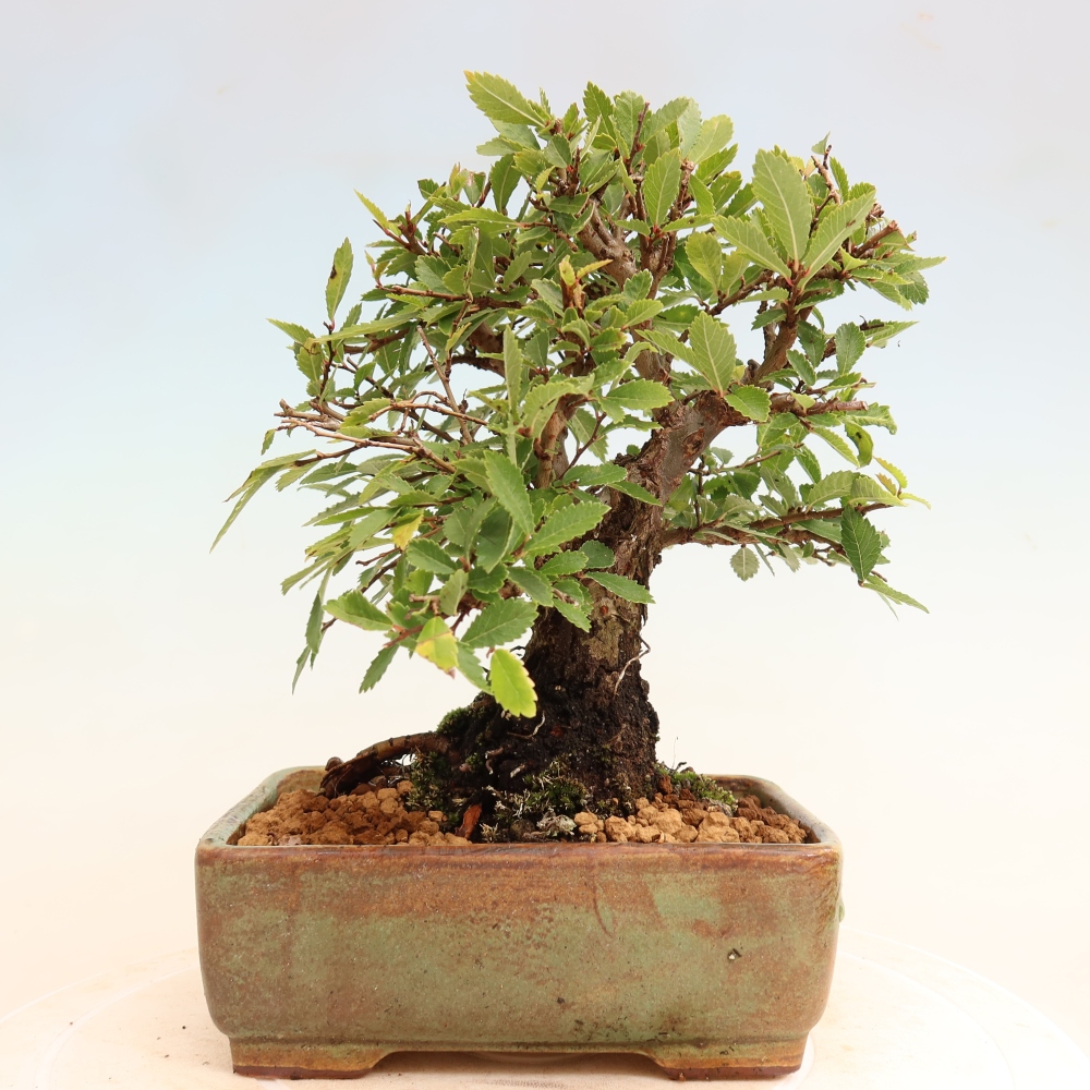 Kültéri bonsai - Zelkova - Zelkova NIRE