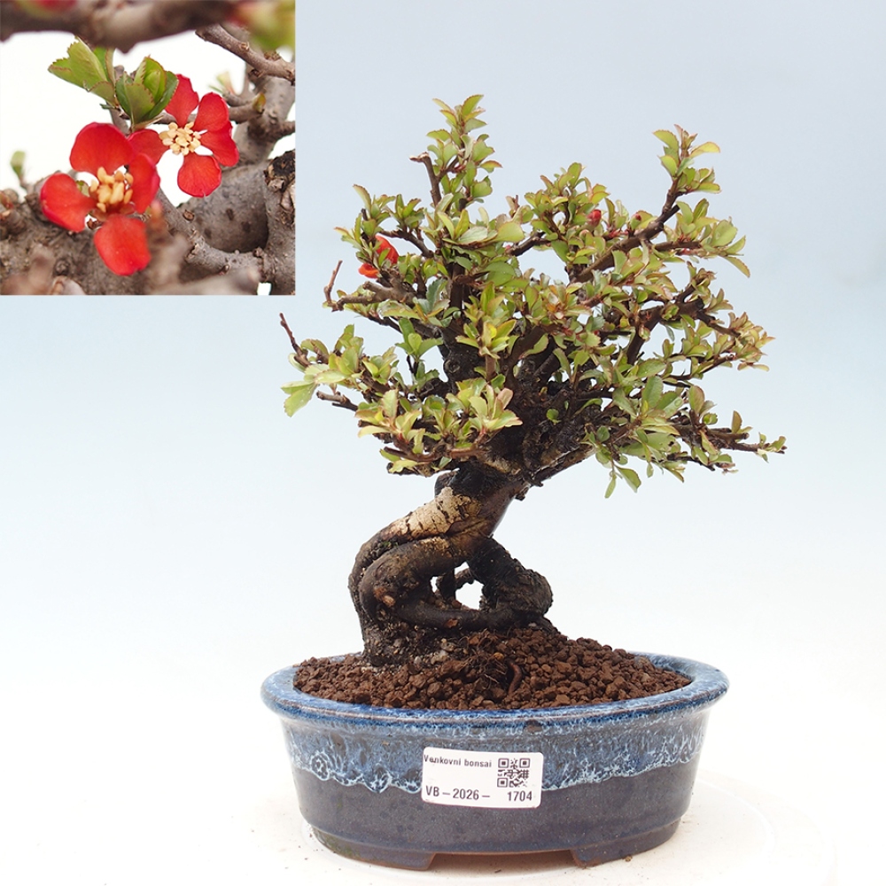Kültéri bonsai - Chaneomeles speciosa - birs