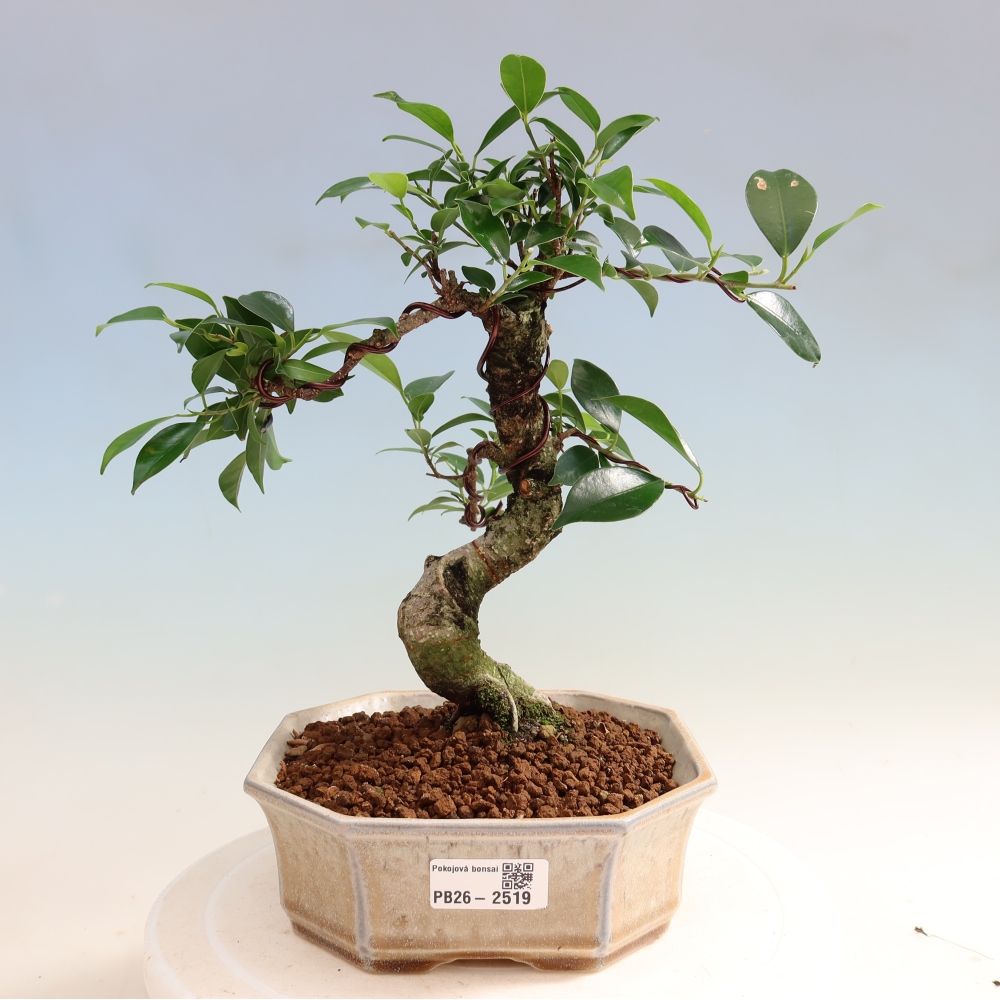 Szobai bonsai - Ficus retusa - kislevelű fikusz
