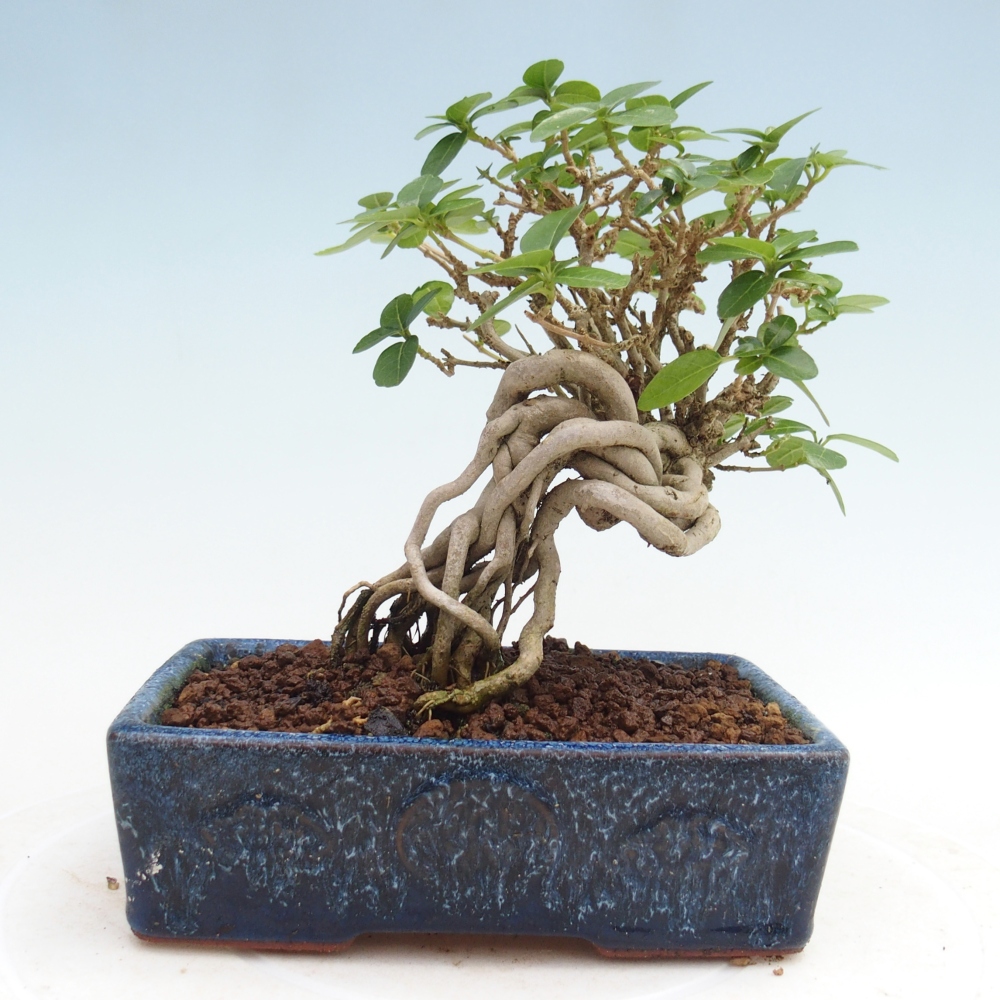 Beltéri bonsai - Premna serratifolia - Kozlovna malolista