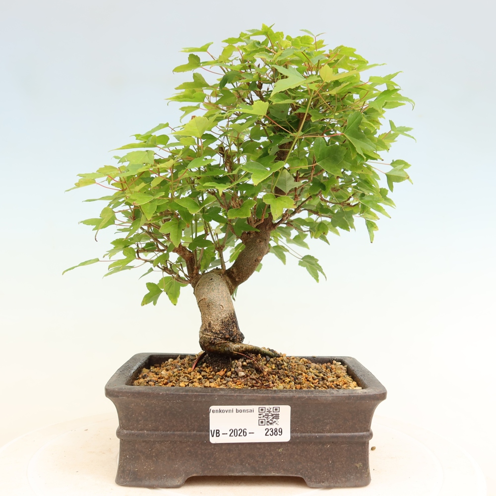 Kültéri bonsai - Juhar Burger - Acer Burgerianum