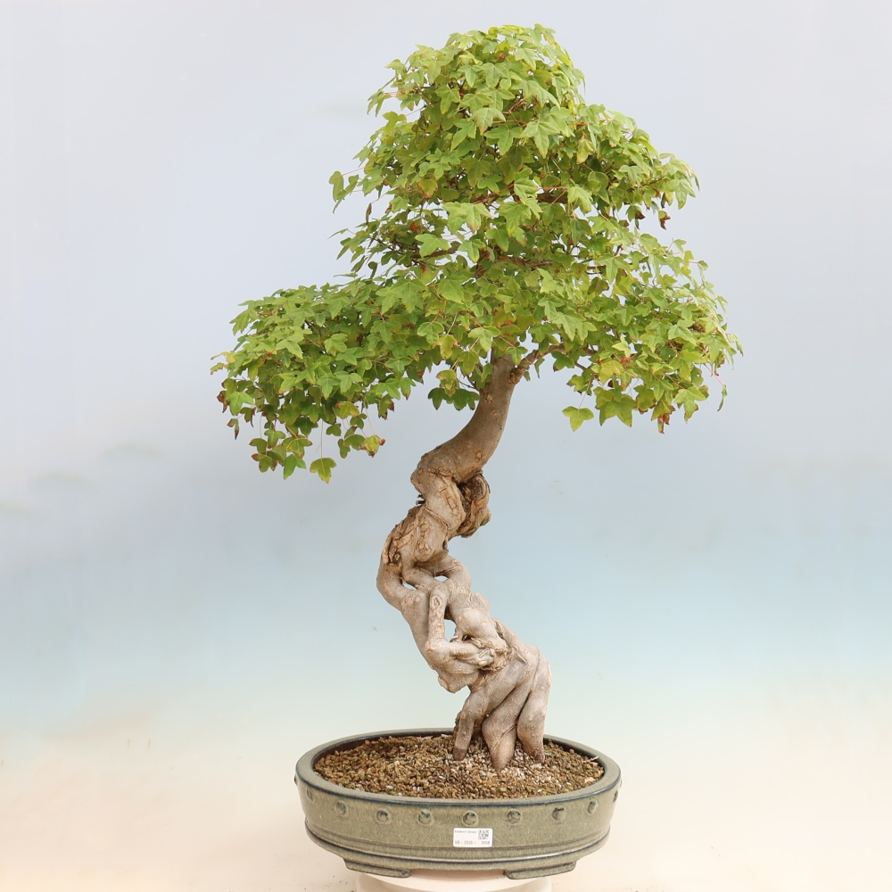 Kültéri bonsai - Acer Buergerianum - Burger juhar