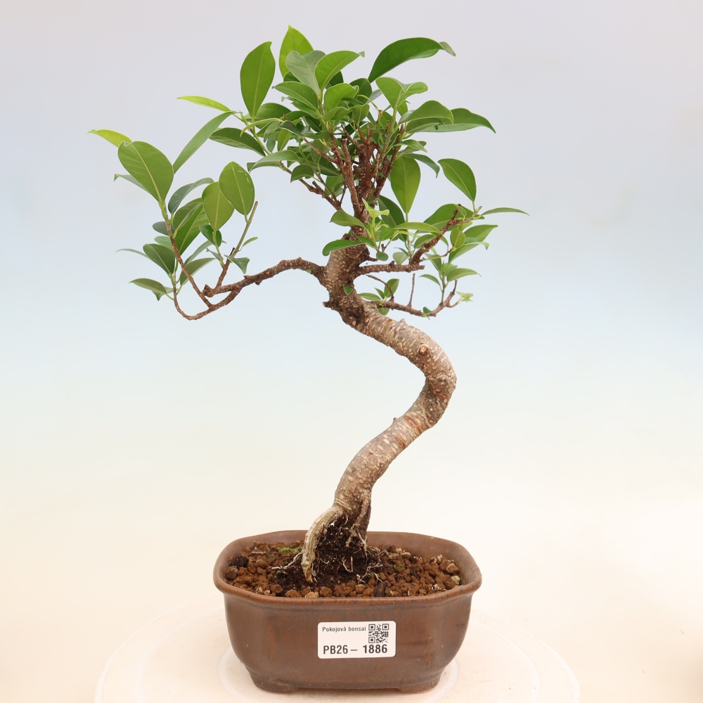 Szobai bonsai - Ficus retusa - kislevelű fikusz