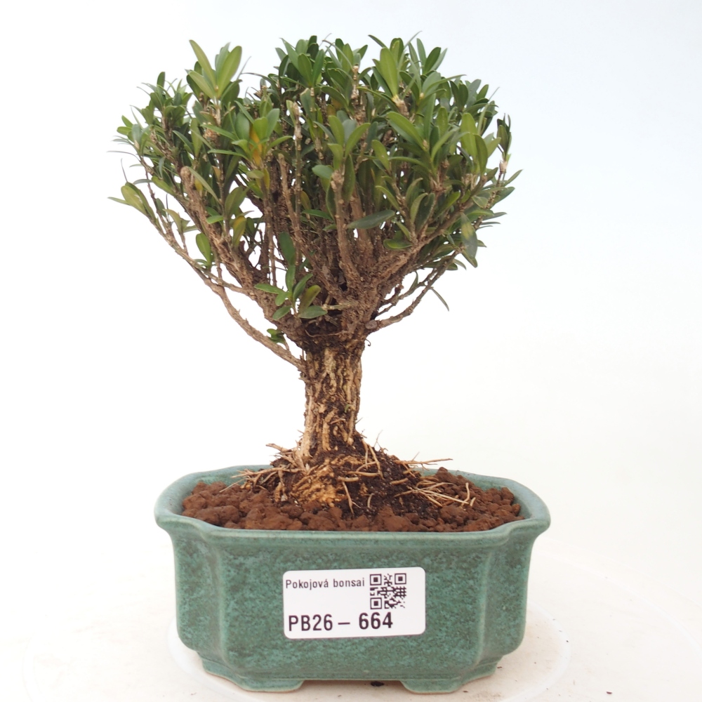 Szobai bonsai - Buxus harlandii - parafa buxus