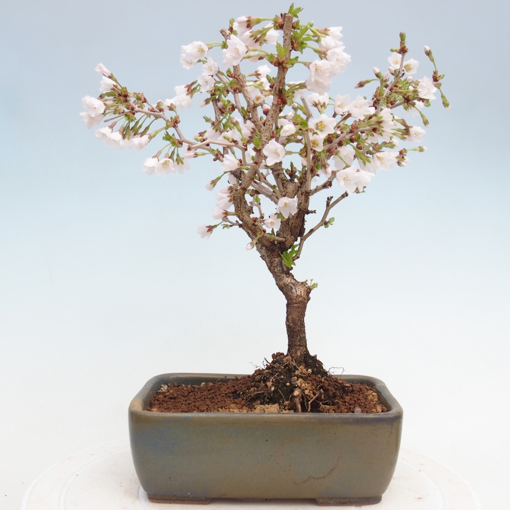 Kültéri bonsai - Prunus incisa Kojou-no mai-Plivon kivágva