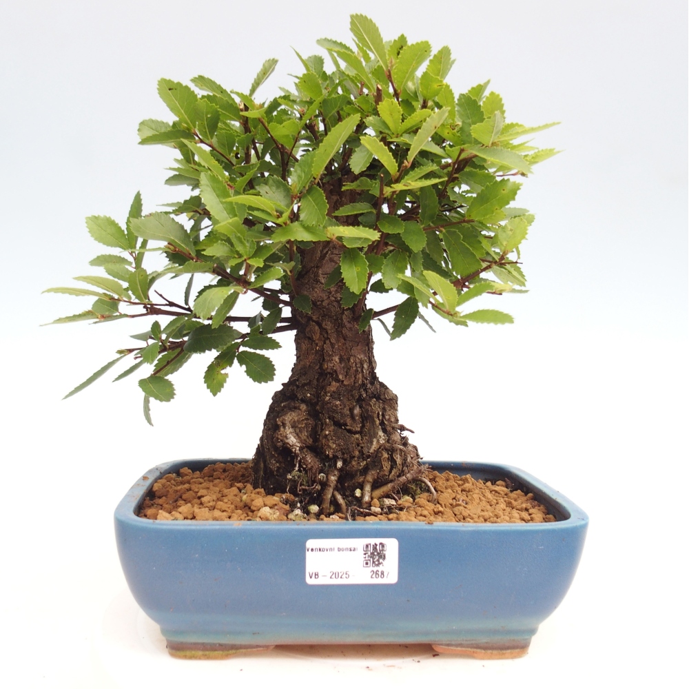 Kültéri bonsai - Zelkova - Zelkova NIRE