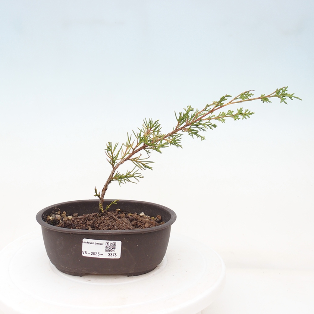 Kültéri bonsai - Juniperus chinensis Itoigawa