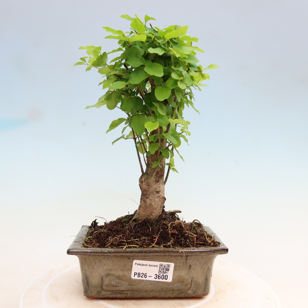 Szobai bonsai -Ligustrum chinensis - Madárcsőr