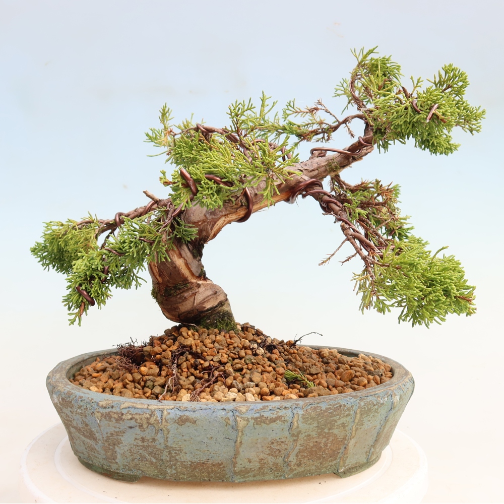 Kültéri bonsai - Juniperus chinensis Itoigawa-Juniperus chinensis