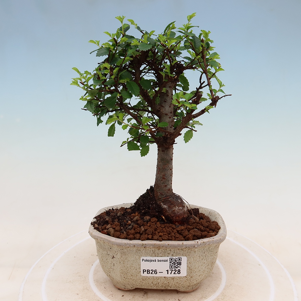 Szobai bonsai - Ulmus parvifolia - Kislevelű szilfa