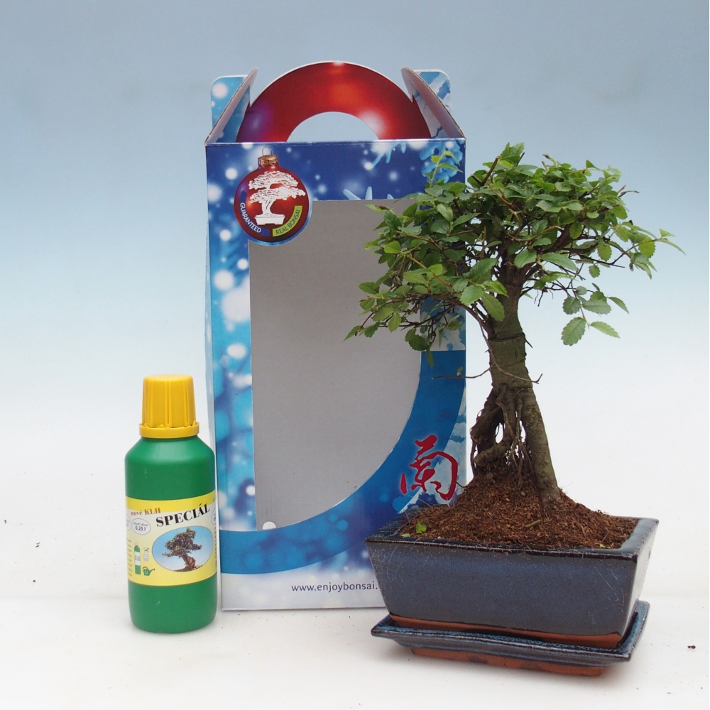 Ulmus parvifolia - kínai szil