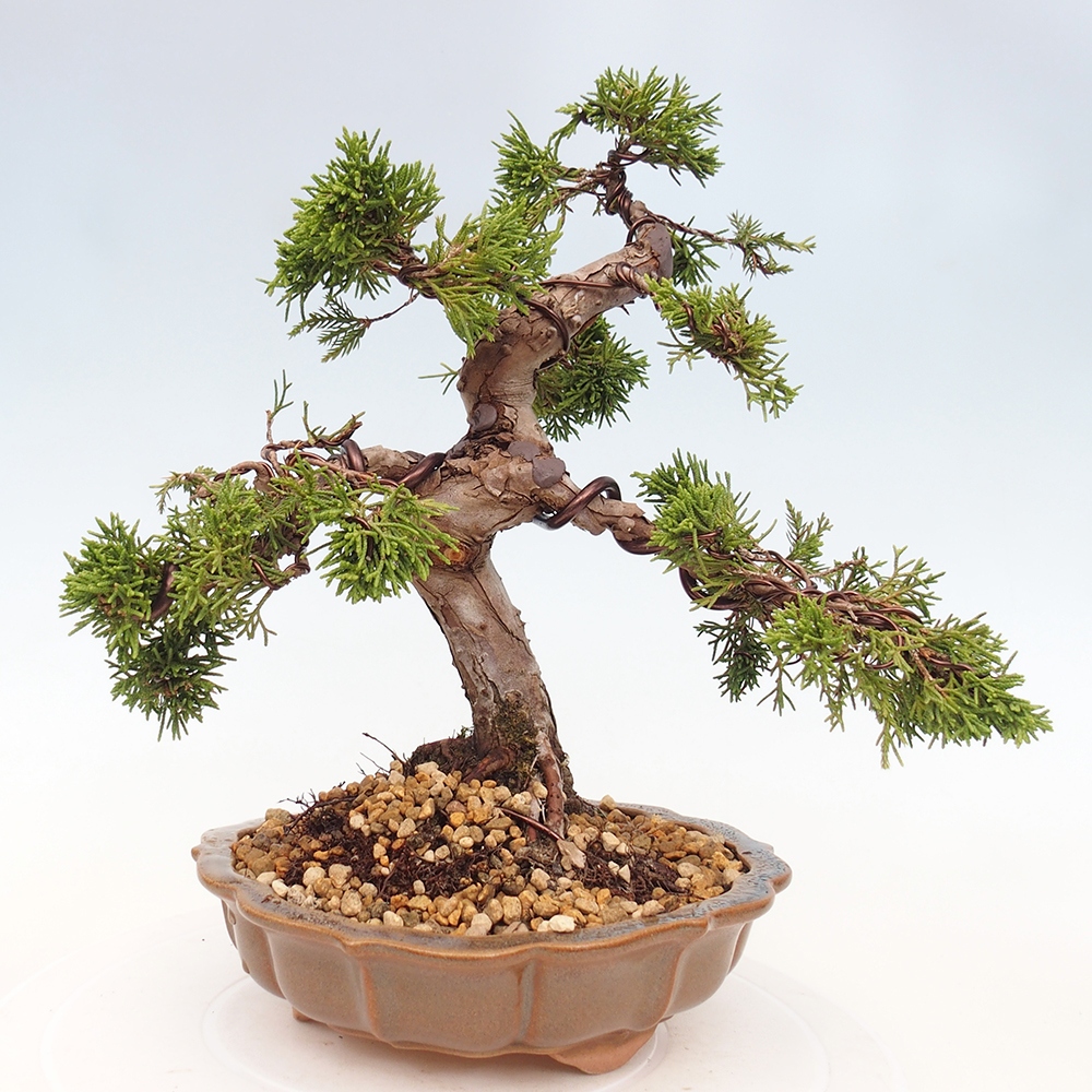 Kültéri bonsai - Juniperus chinensis Itoigawa