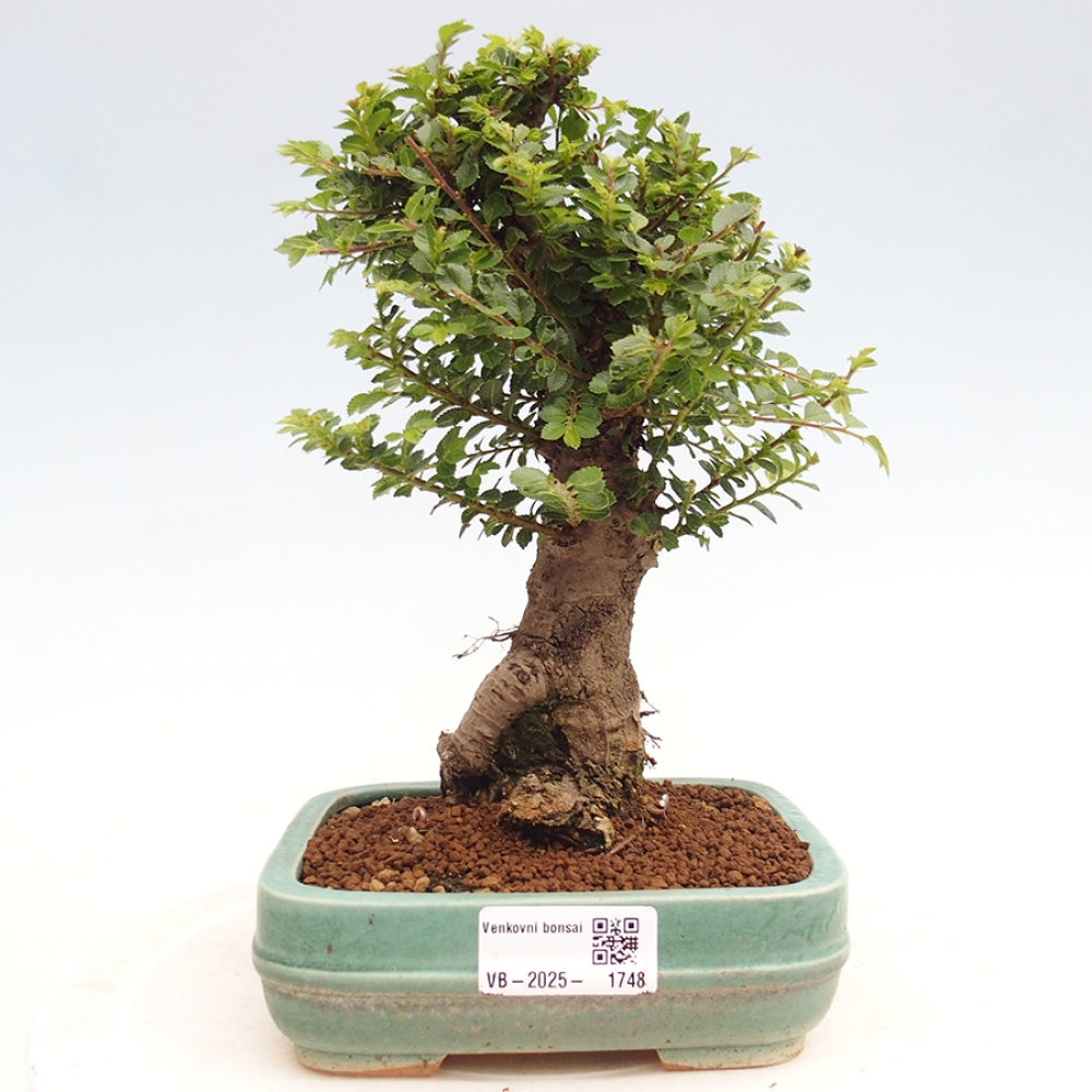 Kültéri bonsai - Ulmus parvifolia Hokkaido - Kínai szil - Ulmus parvifolia Hokkaido