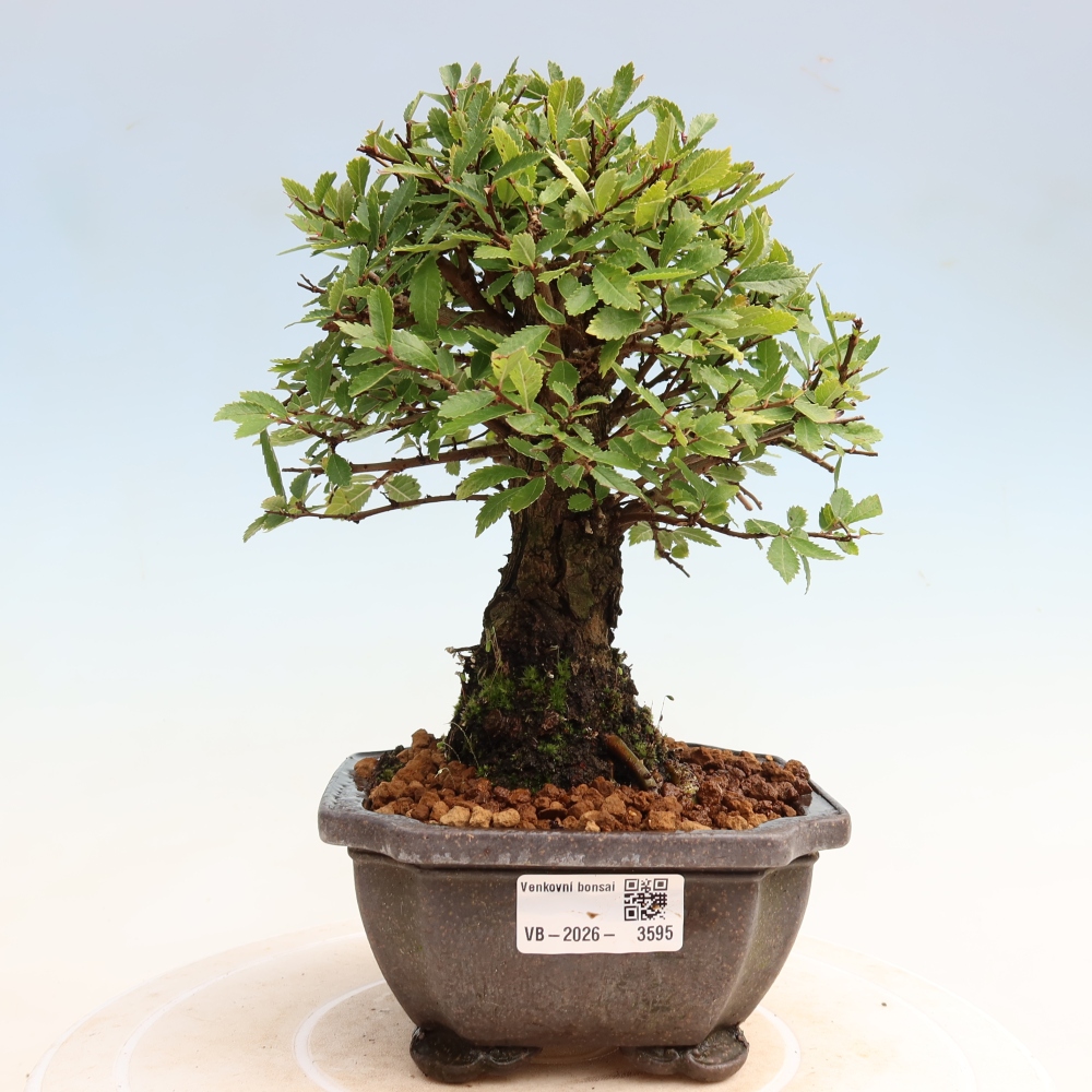 Kültéri bonsai - Zelkova - Zelkova NIRE