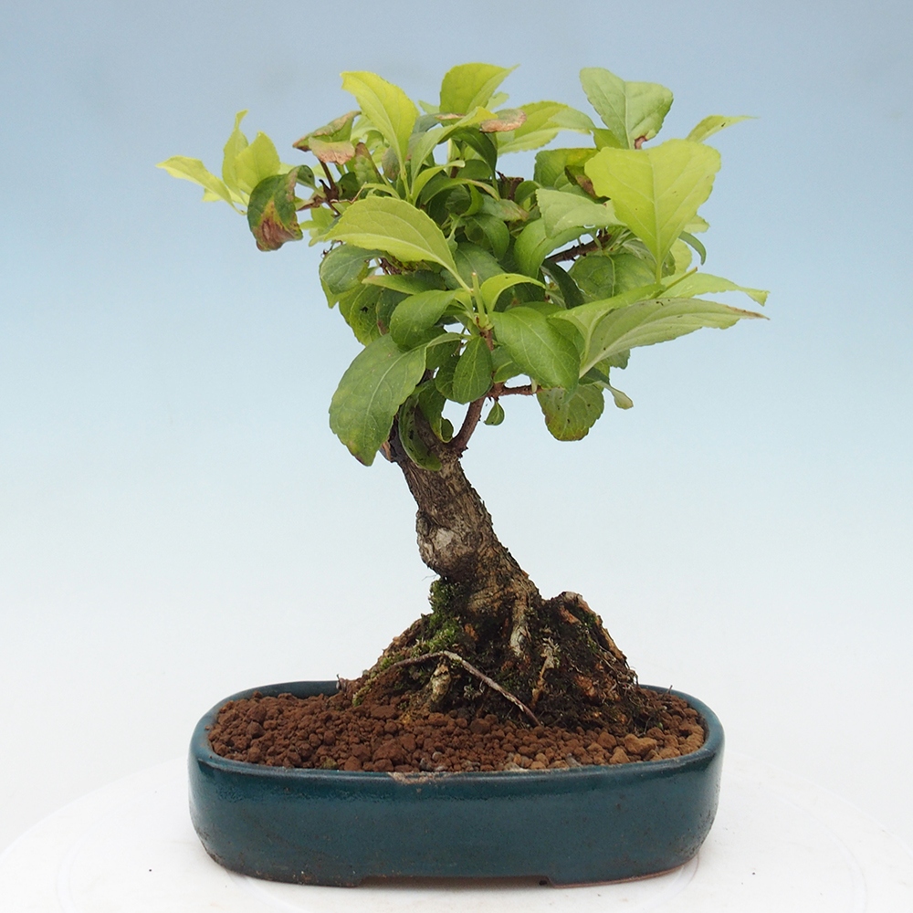 Kültéri bonsai - Celastrus orbiculatus
