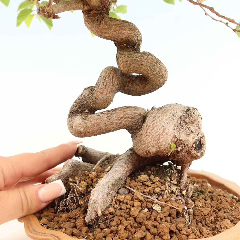Kültéri bonsai -Carpinus Coreana - Koreai gyertyánfa