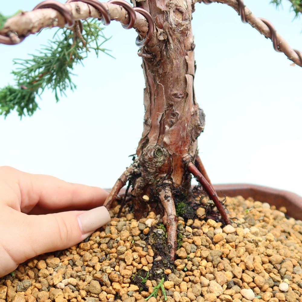 Kültéri bonsai - Juniperus chinensis Kishu
