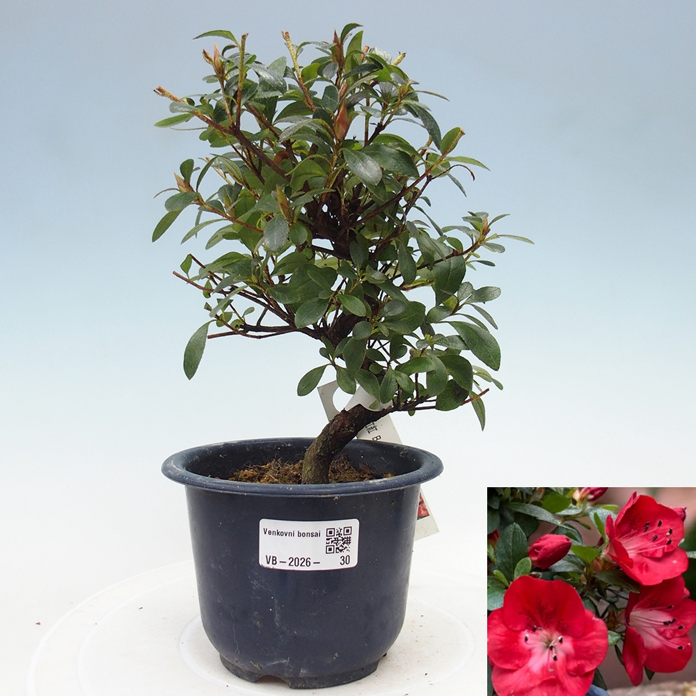 Kültéri bonsai - Japán azálea - Azalea Benibeni