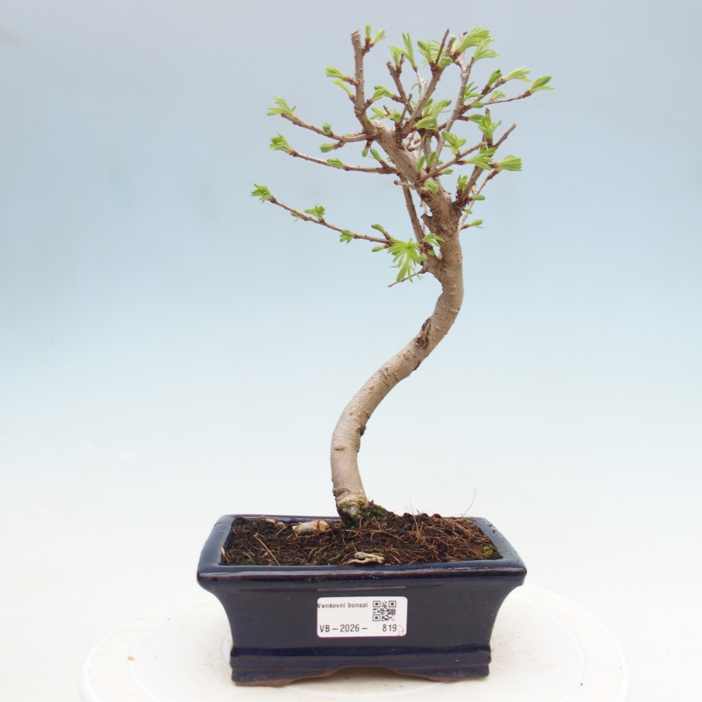 Kültéri bonsai -Pseudolarix amabis-Pseudolarix amabis-Pseudolarix amabis