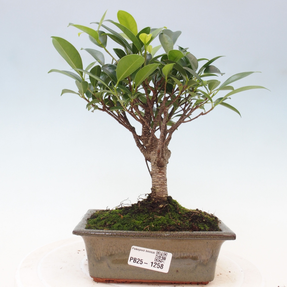 Szobai bonsai - Ficus retusa - kislevelű fikusz