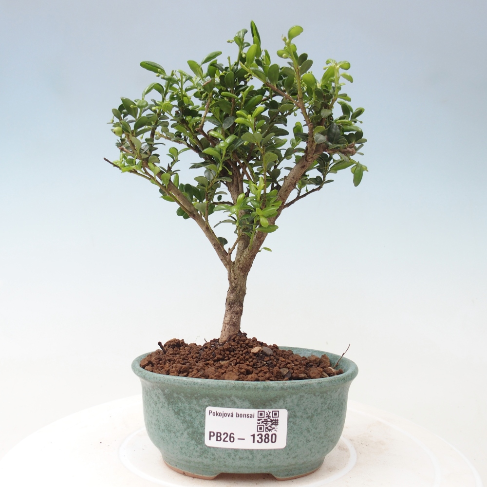 Szobai bonsai - Ilex crenata - Holly