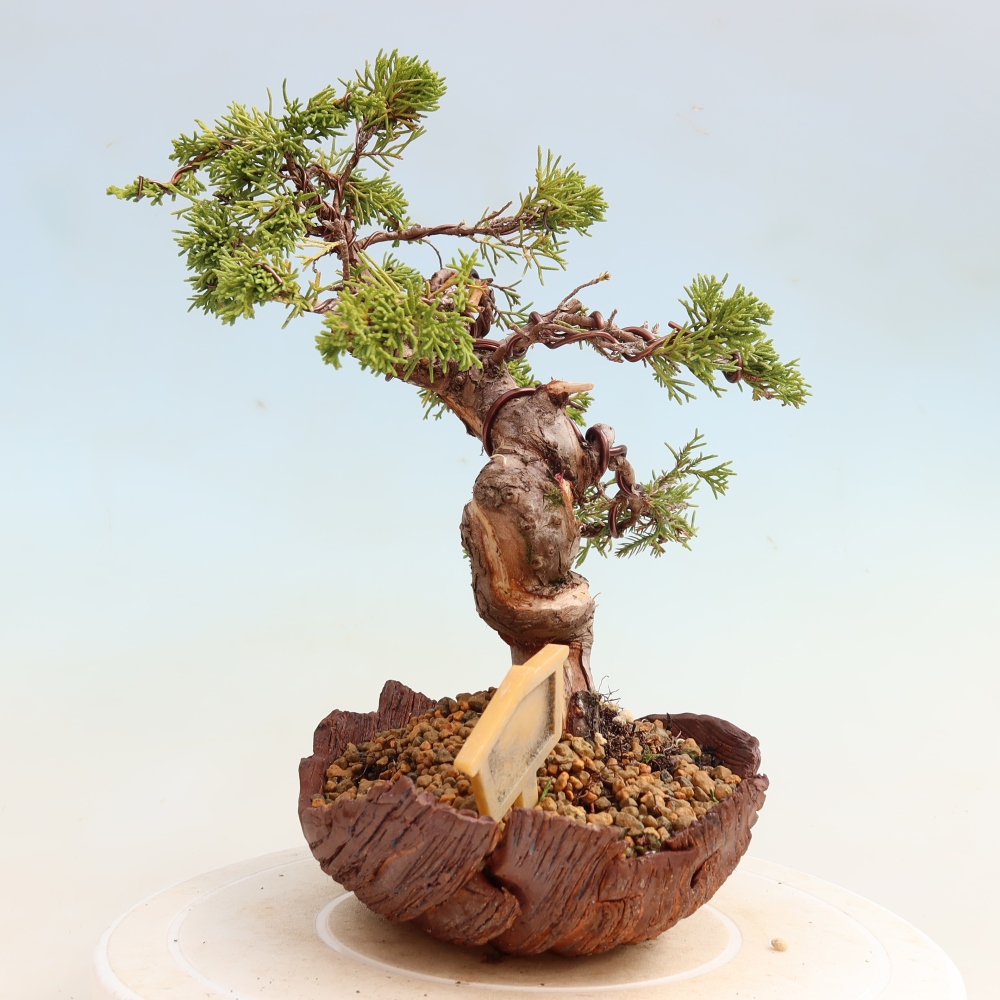 Kültéri bonsai - Juniperus chinensis Itoigawa-Juniperus chinensis