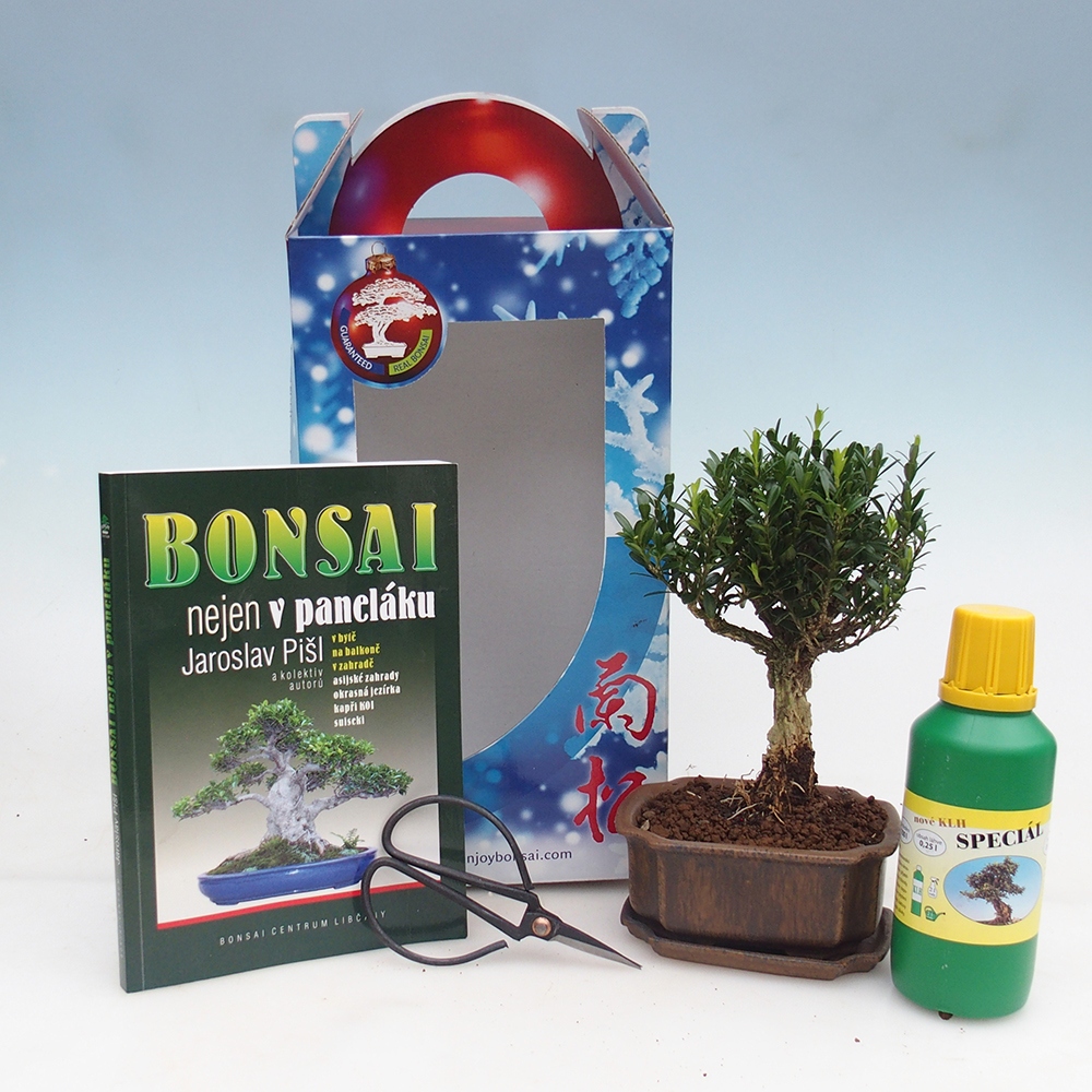 Szobai bonsai ajándékdobozban Buxus harlandii - parafa buxus