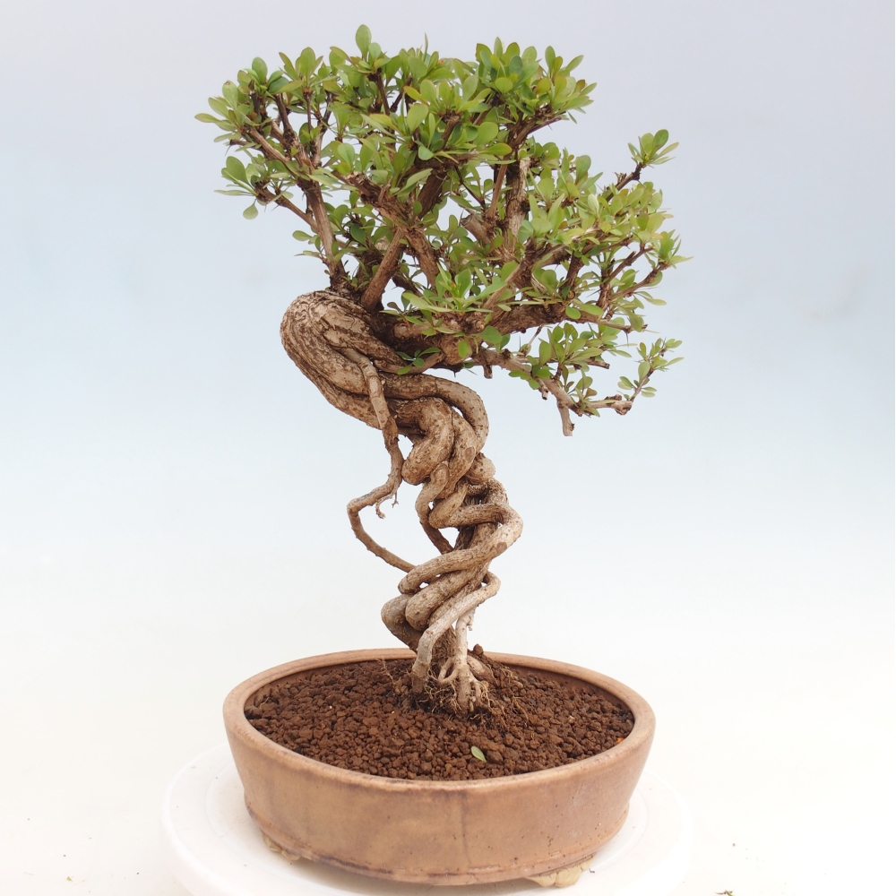 Kültéri bonsai - Berberis coreana