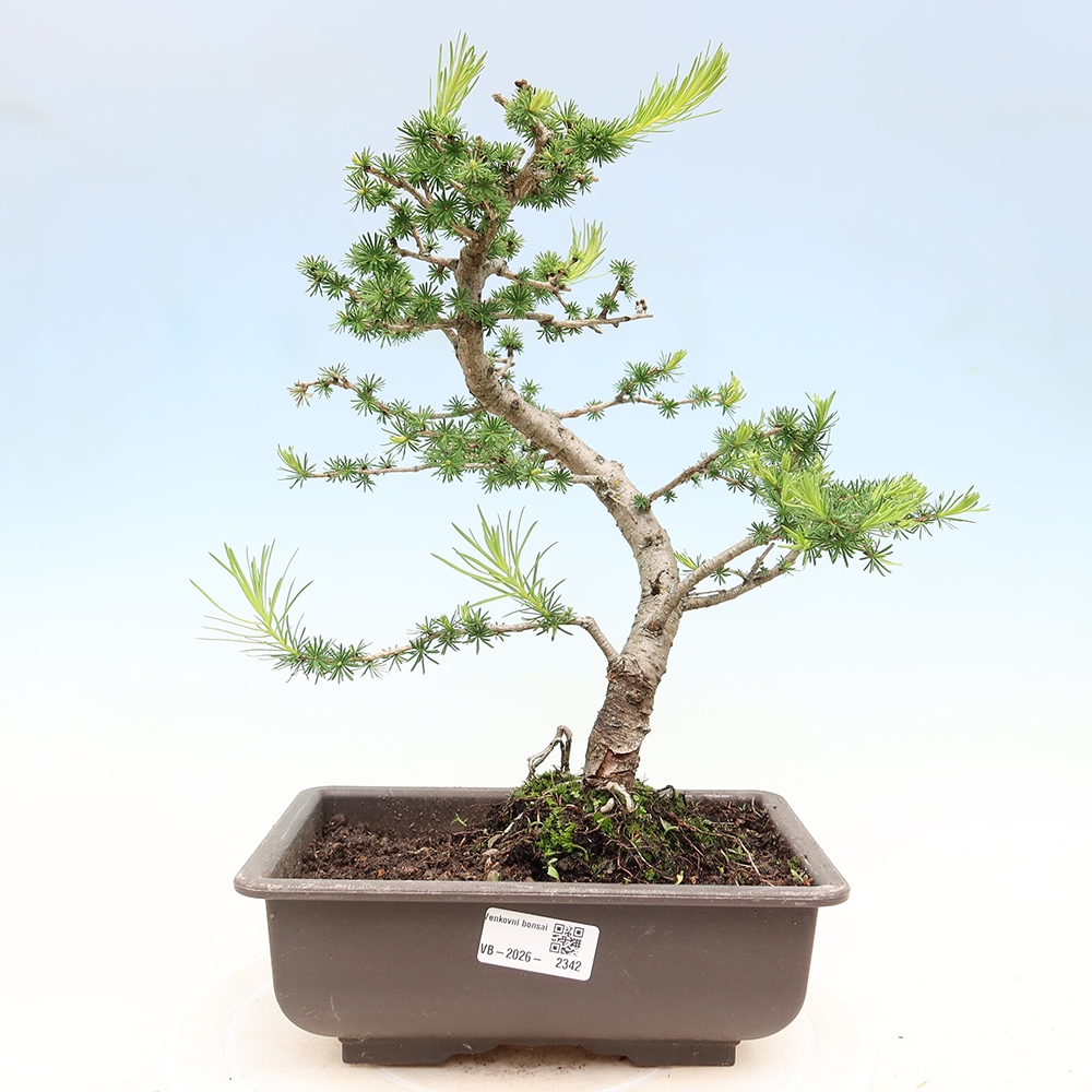 Kültéri bonsai - Larix decidua - vörösfenyő