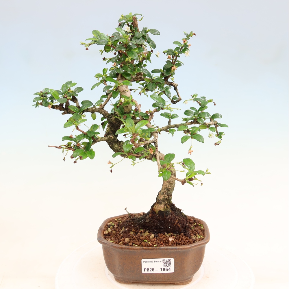 Szobai bonsai - Carmona macrophylla - Tea fuki