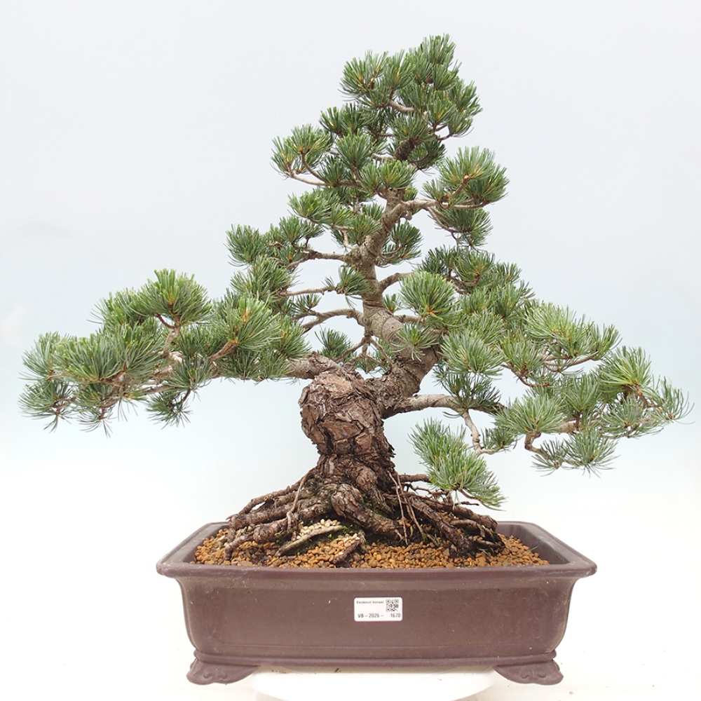 Kültéri bonsai - Pinus parviflora - Pinus parviflora