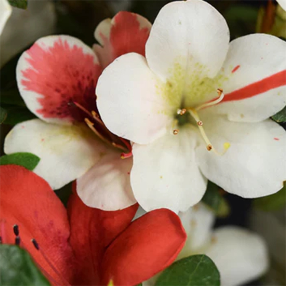 Kültéri bonsai - Japán azálea - Azálea Karenai-no-tenshi
