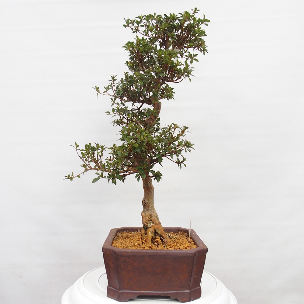 Kültéri bonsai - Japán azálea - Azalea Hanatsuzuri