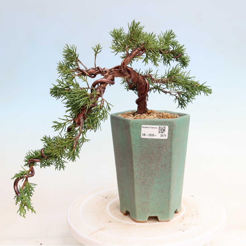 Kültéri bonsai - Juniperus chinensis Kishu