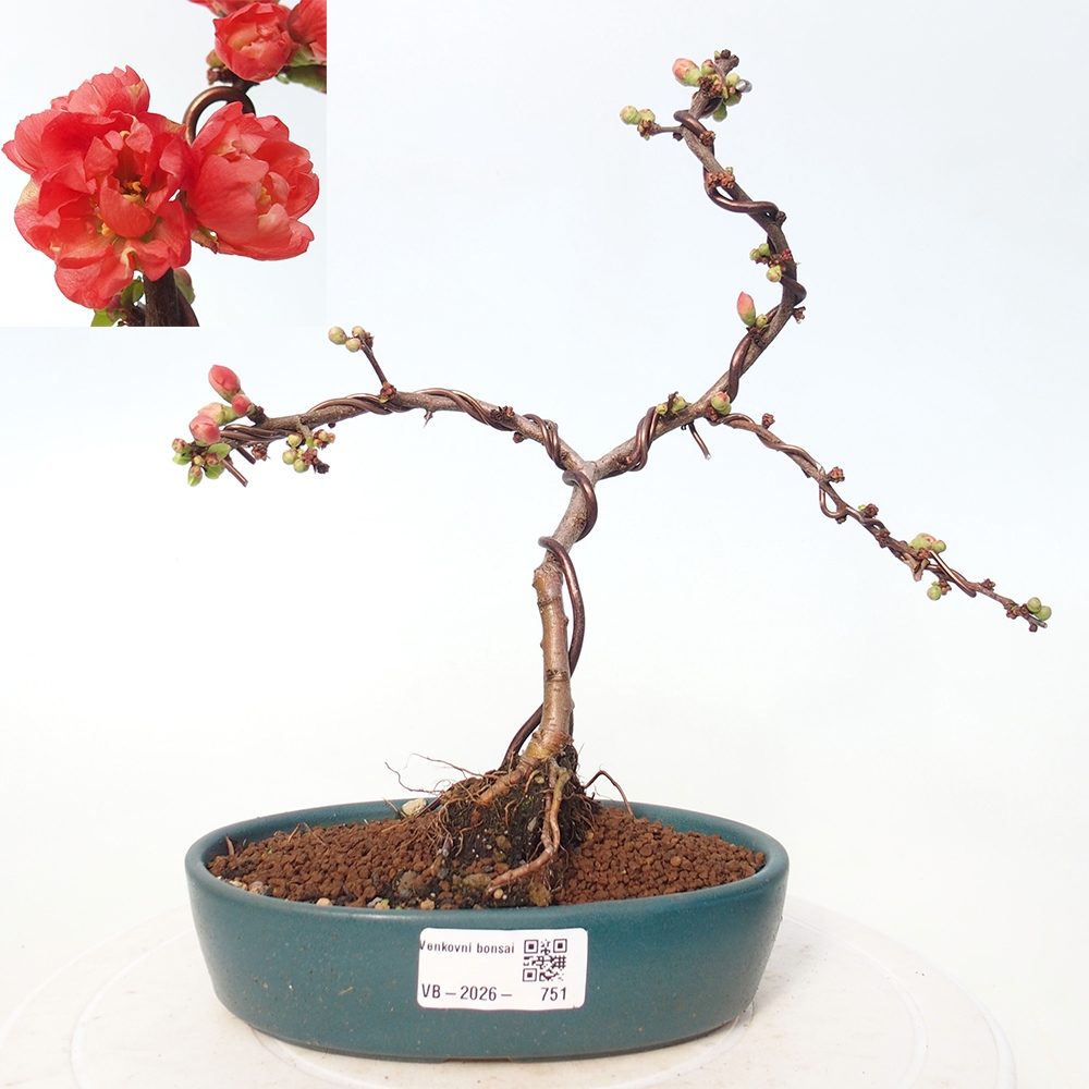 Kültéri bonsai - Chaneomeles s. Red Joy - birs