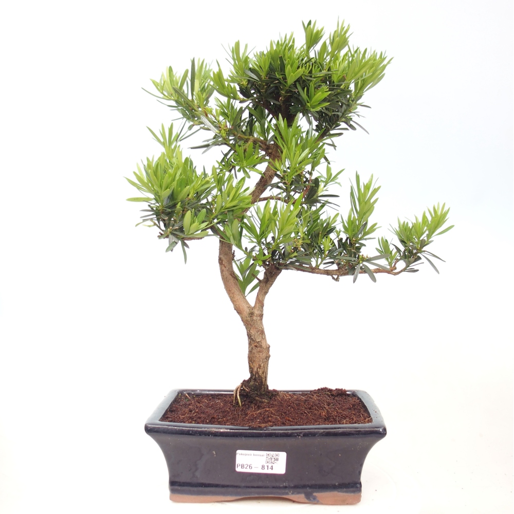 Szobai bonsai - Podocarpus - Kőtiszafa