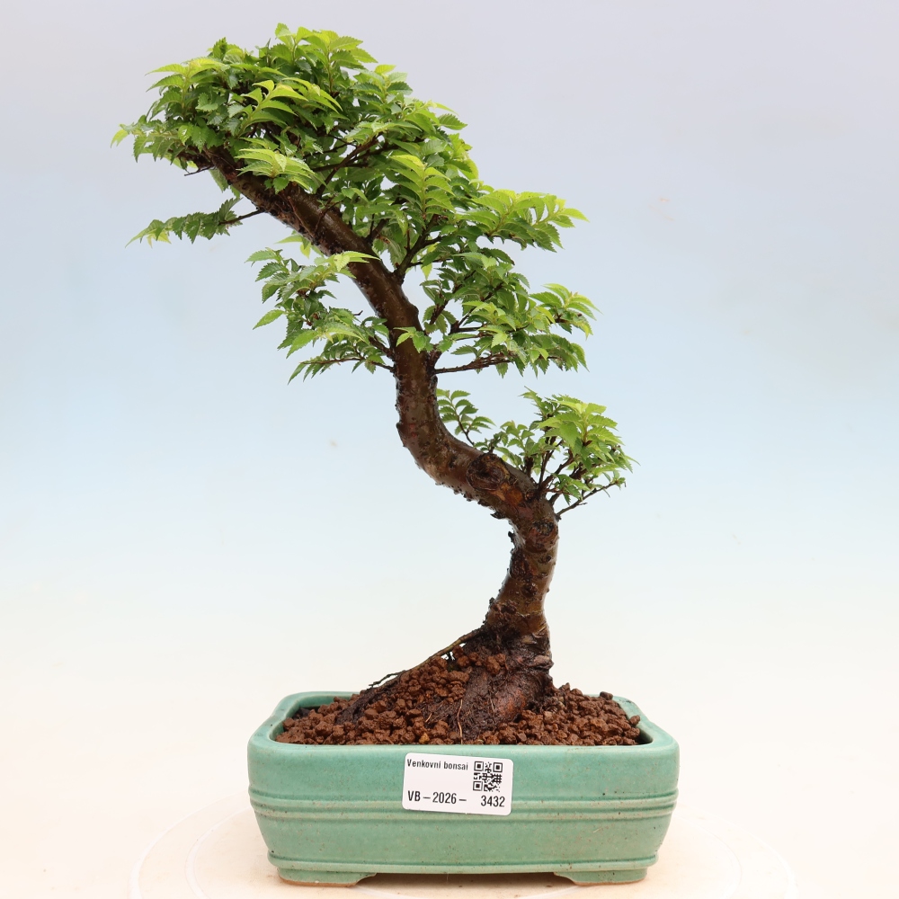 Kültéri bonsai – Ulmus Jacqueline Hillier – Gyönyörű szil