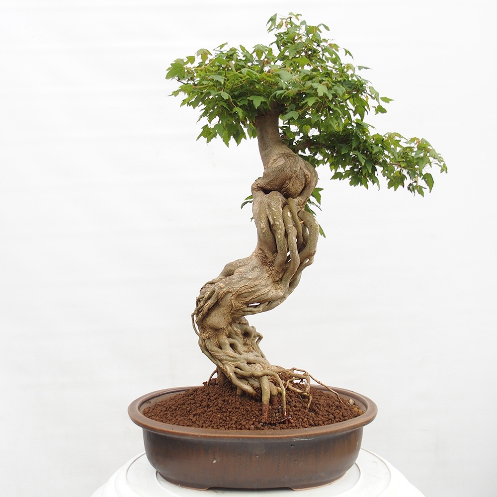 Kültéri bonsai - Acer Buergerianum - Burger juhar